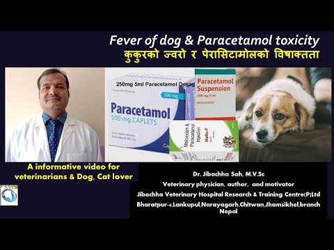 कुकुरको ज्वरो र पेरासिटामोलको विषाक्तता ( Fever of dog & Paracetamol toxicity)
