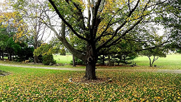 Fall Leaves Timelapse