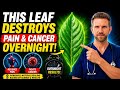 🌿 Put This Leaf in Hot Water and Drink It — Your Joints, Skin & Blood Sugar Will Thank You! 😲