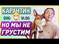 САМОИЗОЛЯЦИЯ В ДЕНЬ РОЖДЕНИЯ С КОТАМИ И СОБАКАМИ | КАРАНТИННЫЙ ДОГ ВЛОГ (апрель 2020)