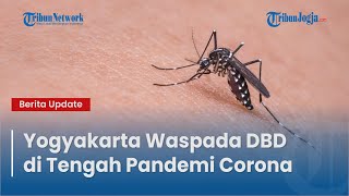 YOGYAKARTA WASPADA DBD di Tengah Pandemi Corona