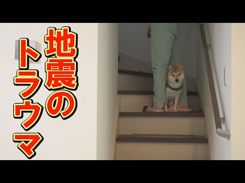 朝から元気がなく音に敏感に反応する柴犬に、さらなる不幸が・・・