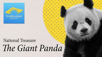 National Treasure: The Giant Panda Steals Hearts (and Bamboo) at the National Zoo