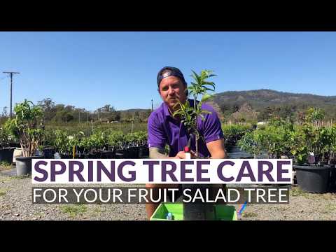 Video: Balancing Fruit Salad Tree Fruit – How To Thin Fruit On A Fruit Salad Tree