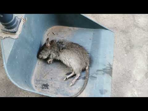 Video: Cara Mengurangi Bau Tikus Pet Anda