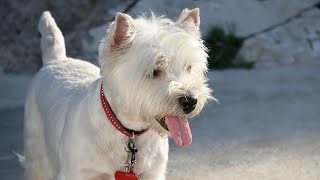How to Socialize Your West Highland White Terrier Puppy