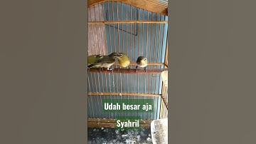 Ternak burung pleci sangkar gantung#anakanpleci#burungpleci#ternakpleci