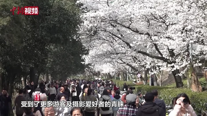 清明小長假這些賞花地成熱選 甘肅天水持續「熱辣滾燙」 - 天天要聞