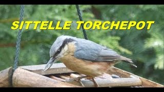 VIE SAUVAGE:&quot;La sittelle torchepot&quot;