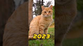 cat 2023 vs 50000 bce (((mythic fiction world ))#shortvideo