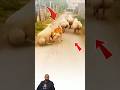 كلب ذكي يقلد النعاج في مشيتهن بطريقه مضحكه   