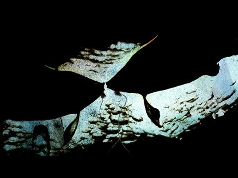 Trailer - A