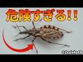 寝ているあなたの唇を奪うキスバグが危険すぎる!!【シャーガス病】【解説動画】