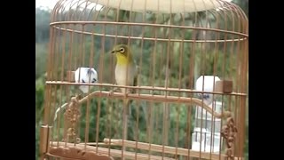 PERBEDAAN SUARA PLECI DAKUN MACOK DAN DAKUN MAPUT