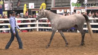 Equitana Melbourne  Ali Al Ameri Horse Training for Film Work Part 1