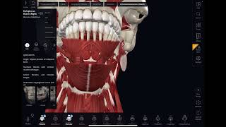 Anatomy lec 1 part 2