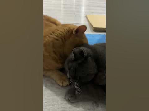 #турция #котики #sorts - YouTube
