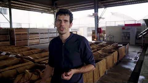 Cacao Trace Fermentation Process - Episode 2