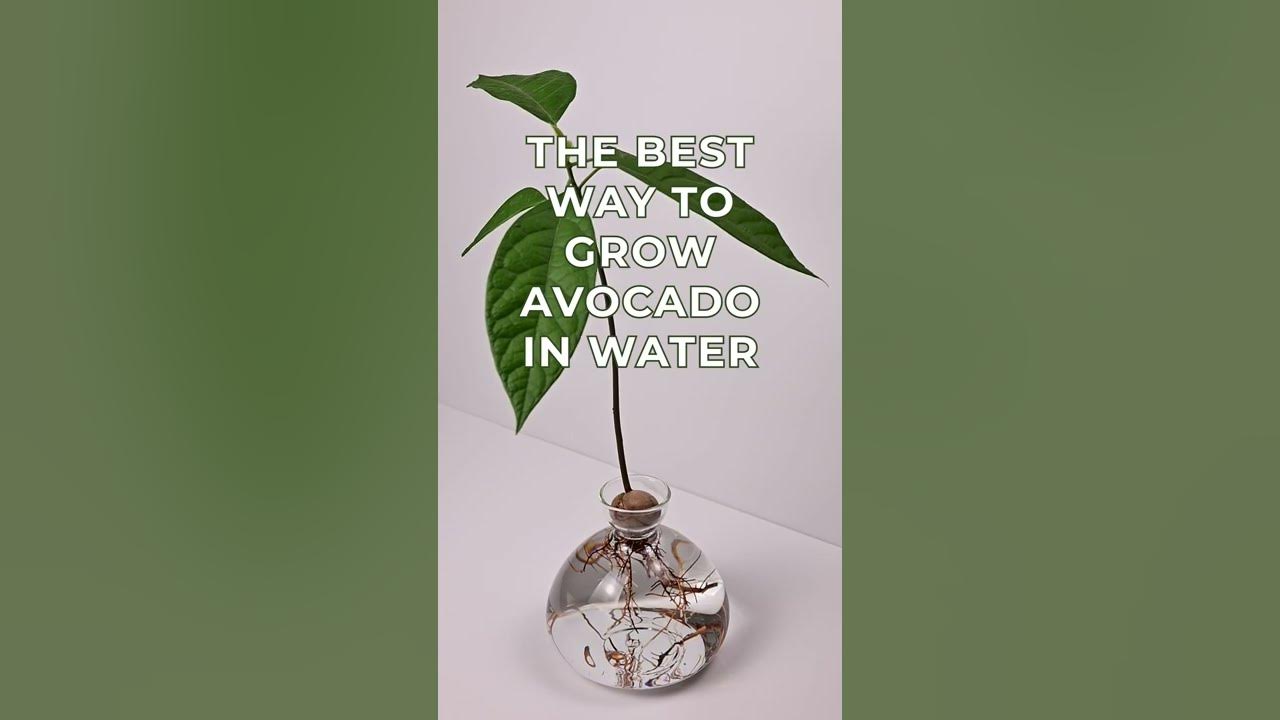 Growing avocados in water with Avocado Vase by Ilex Studio YouTube