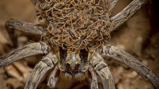 Mother Spider Caught Carrying Hundreds Of Babies