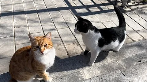 Video 4197561: tabby cat persian, feeding stray cats, cat lovers feed, cat meowing, cat black white, cat food, adorable cats, kitty