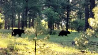 Bears Spotted on Morning Hike 6-19-2021