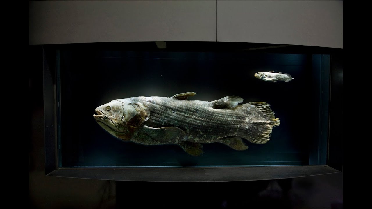 Cryptids and Monsters: (CRYPTID OF THE WEEK) Indonesian Coelacanth ...