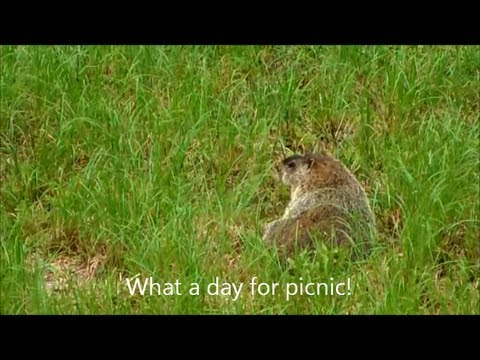 Видео: PETA нь алдарт Groundhog прогнозаторыг солихыг эрмэлздэг