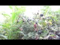 Wild Blackberry Pickin
