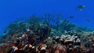 Fish crowd swimming under the deep sea