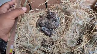 Download Lagu Review Anakan burung gereja pohon yang sangat langka MP3