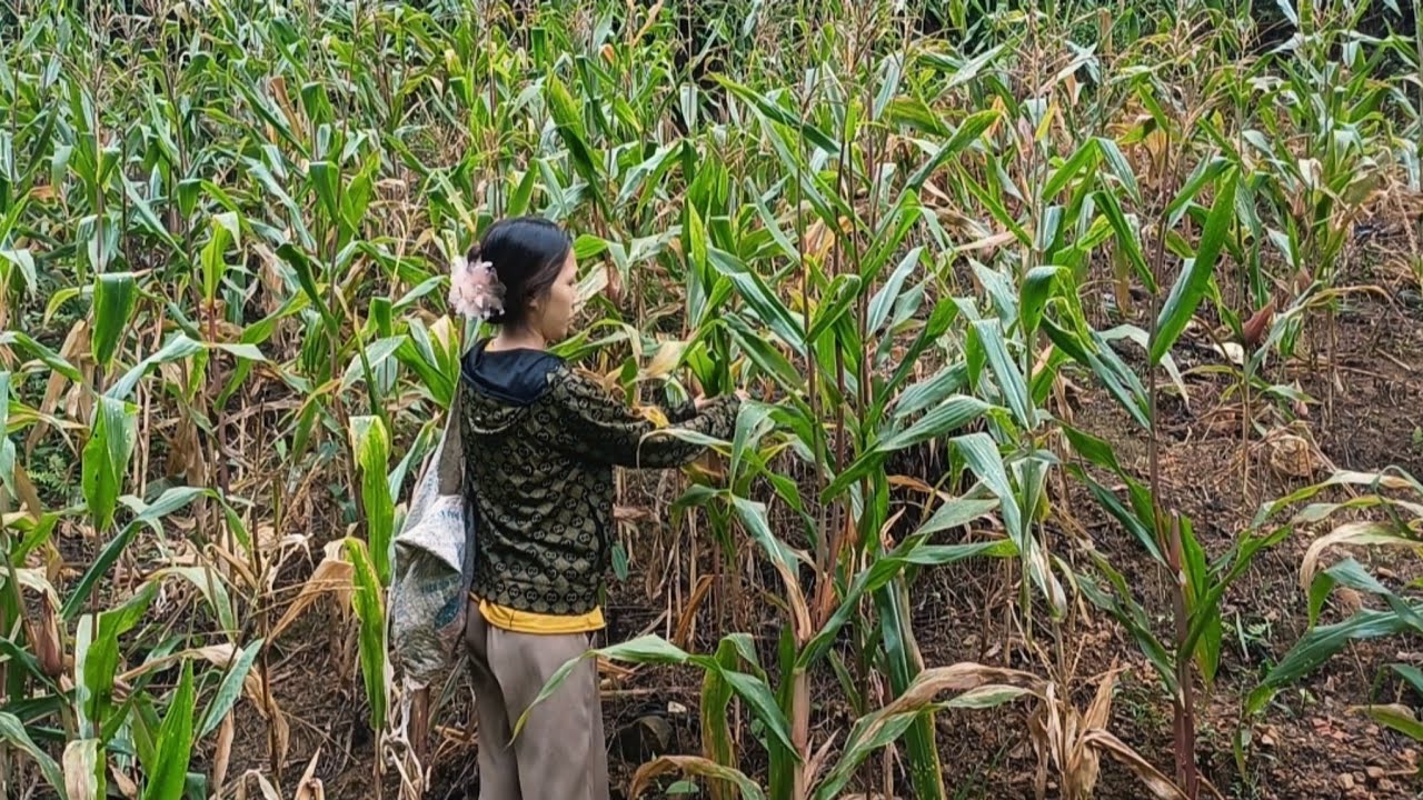 Single Mom Harvests Corn on the Mountain | Peaceful Daily Life in the Countryside