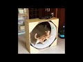 猫タワー（回し車付き）Cat Tower (rotatable cylinder in)