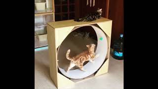 猫タワー（回し車付き）Cat Tower (rotatable cylinder in)