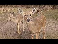 Ep. 73: &quot;The Leftover Deer Clips Video!&quot;  March-April 2023
