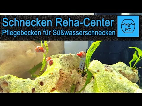 Video: Süsswasserschnecke: Welche Gefahr geht von ihr aus?