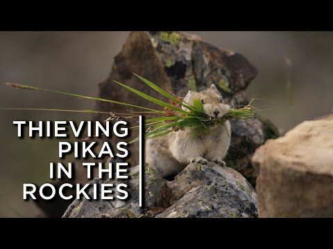 Video: Ili pika: description, photo, lifestyle in the natural environment