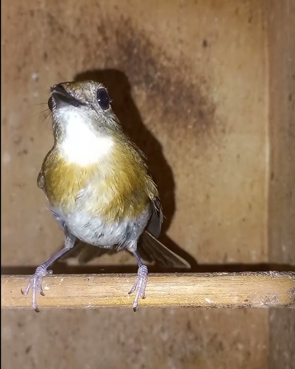 burung srdc jantan betinanya.
