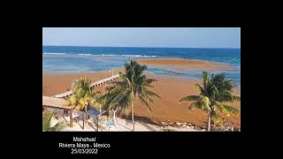 Sargasses - Sargassum - Sargazo  - Mexico - Mahahual
