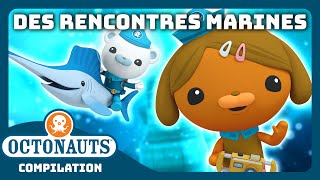 Octonauts - 💦 Des rencontres marines ÉCLABOUSSANTES! 🦑 | Compilation | Dessins animés pour enfants