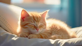 เพลงสำหรับแมวประสาท - เพลงแมวผ่อนคลายเพื่อการผ่อนคลายอย่างล้ำลึก การนอนหลับ และความสบาย