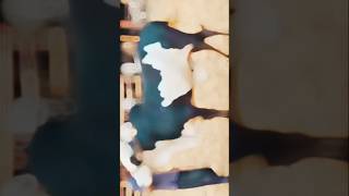 #subscribe #bull #cow #season2026 #cattlemarket #malirmandi #northenbypass