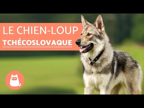 Vidéo: Comment élever Un Chien-loup