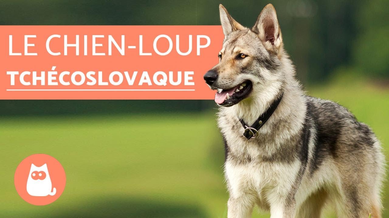 Les 10 Races De Chiens Qui Ressemblent à Des Loups