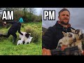 2 BUSY DAYS IN THE LIFE OF AN IRISH SHEEP FARMER - Video 7 Lambing 24