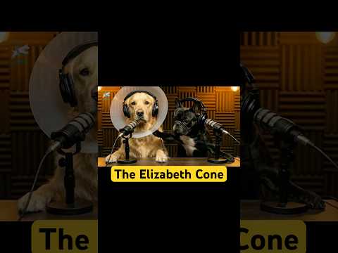 When you become part of the living room 🛋️😅