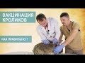 ВАКЦИНАЦИЯ КРОЛИКОВ (часть 3) \\ Как правильно делать прививки кроликам самостоятельно. Мастер-класс