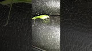 Grass hopper is a primary consumer.It is grouped in to arthropoda.It is cleaning itself.