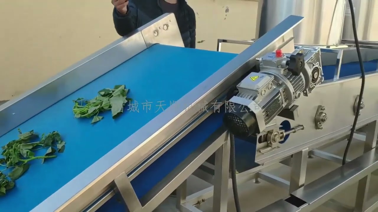 Clean Leafy Vegetables Lettuce Washing Drying Packing Machine Processing Line