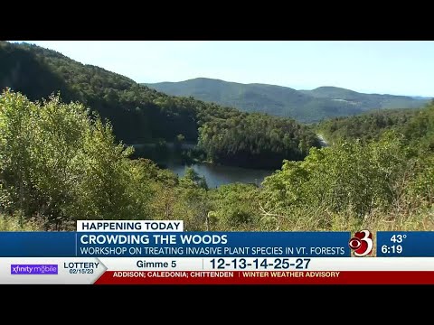 Workshop targets invasive species in Vt. forests